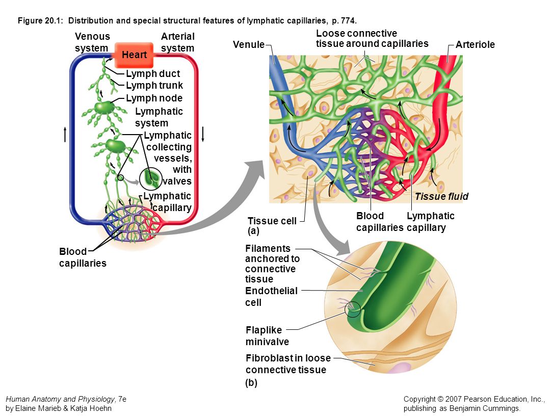 Lymph capillary